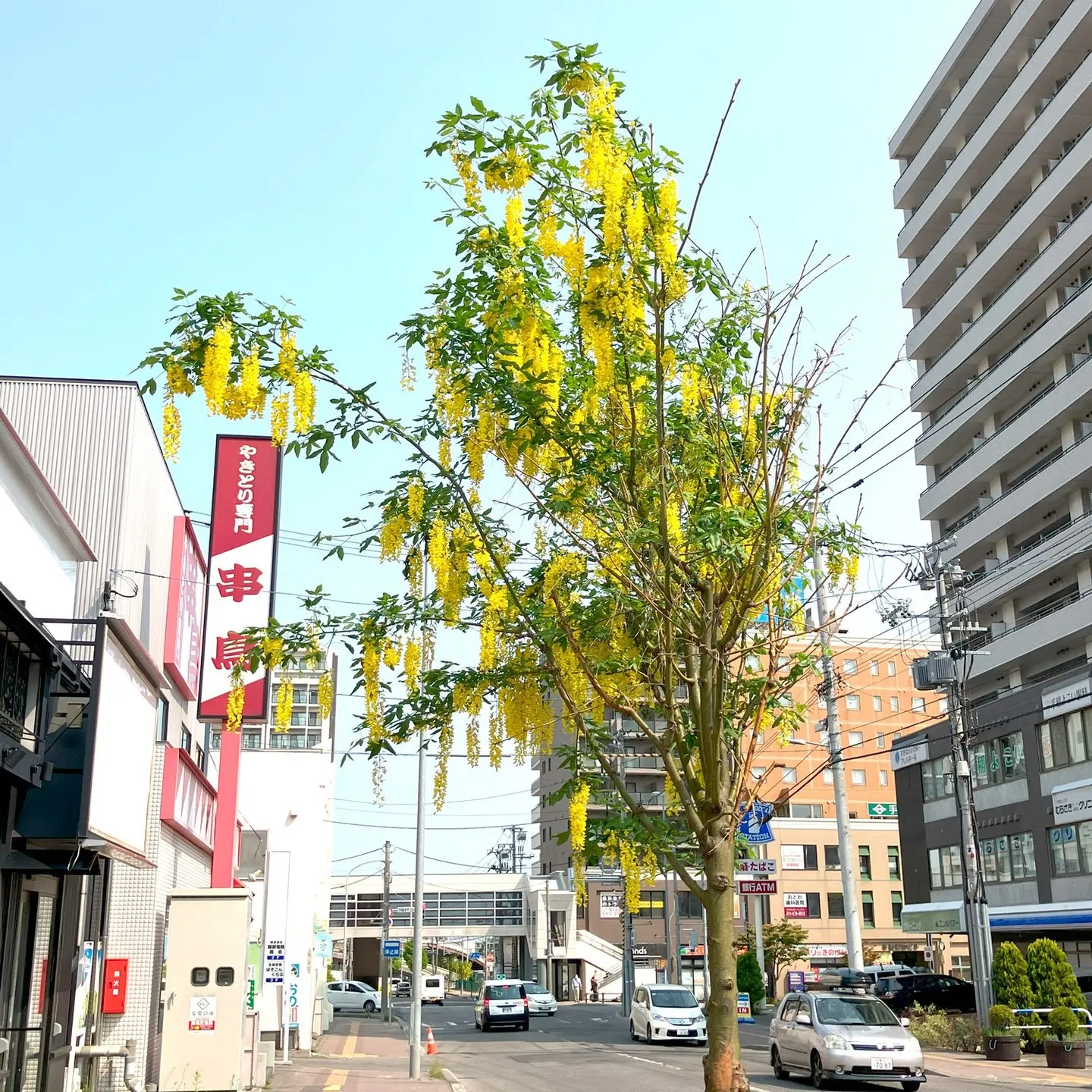 昨年2024年10月で手稲本町商店街は設立50周年を迎えまし...