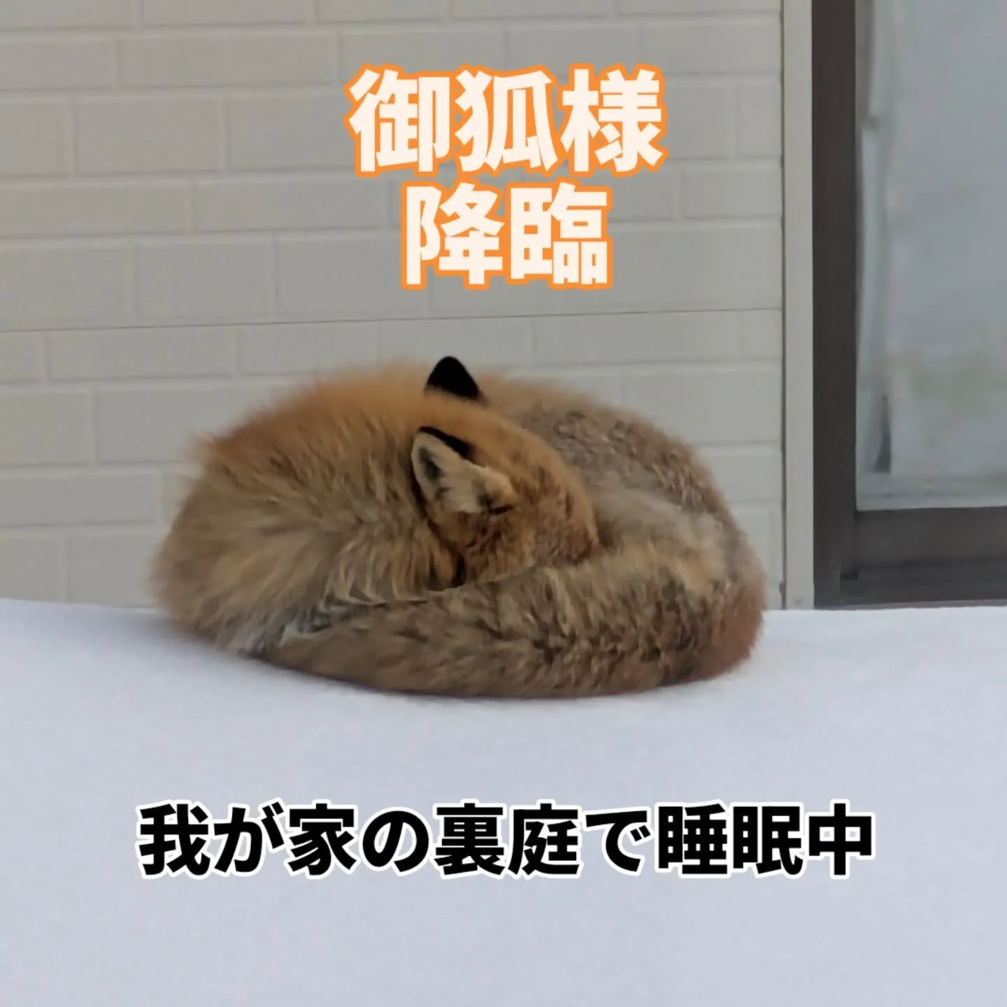 今朝、キッチンのカーテンを開けたら茶色いモフモフを発見🤩平和...