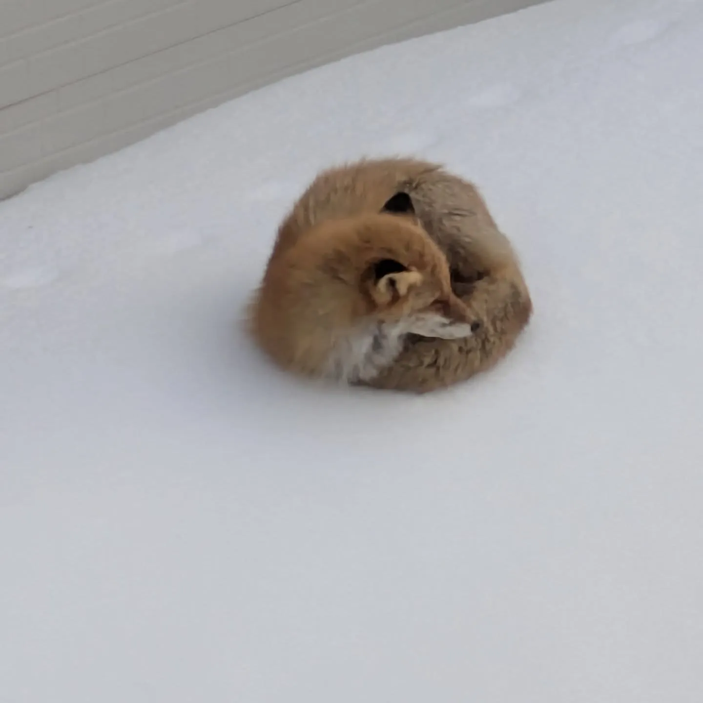今朝、キッチンのカーテンを開けたら茶色いモフモフを発見🤩平和...