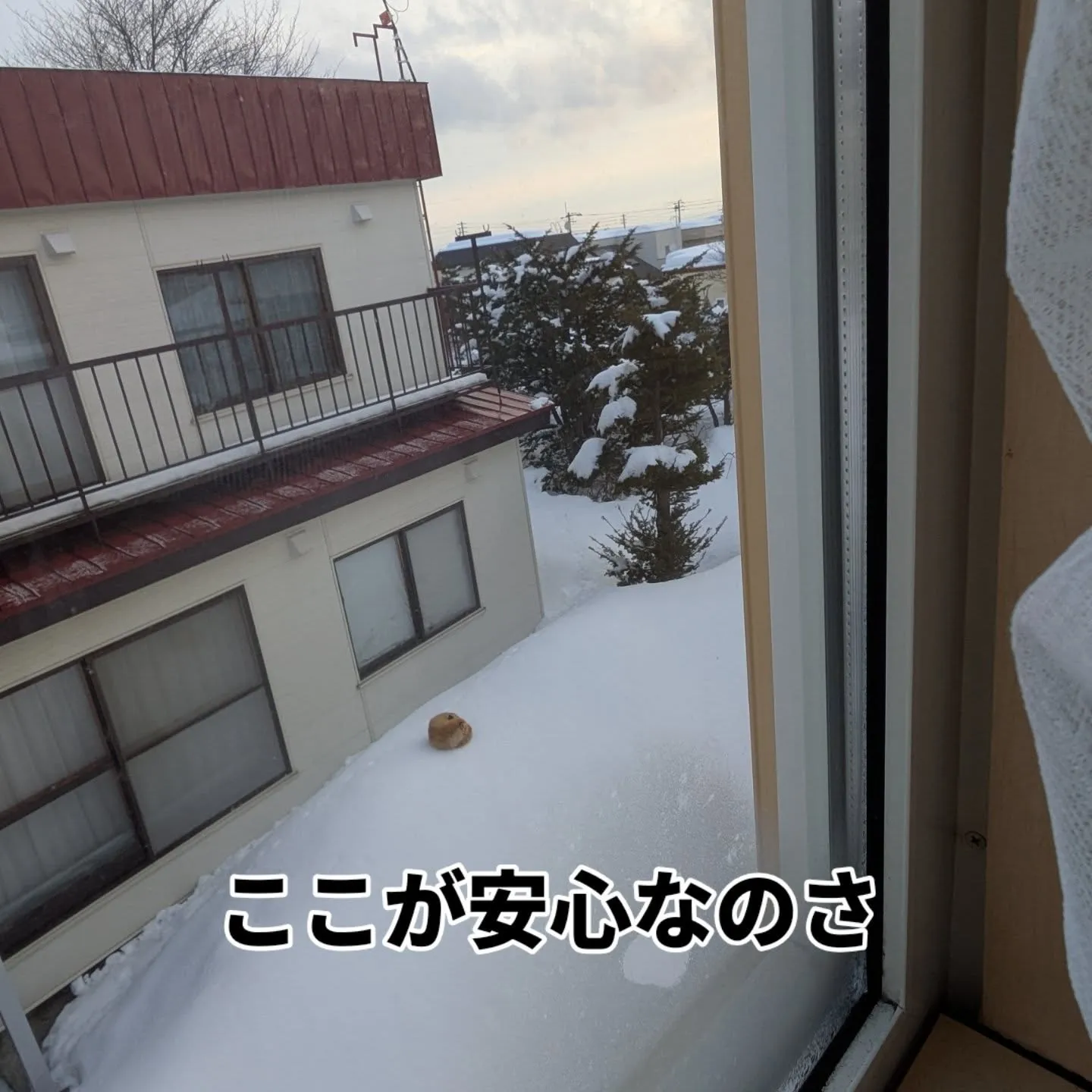 今朝、キッチンのカーテンを開けたら茶色いモフモフを発見🤩平和...